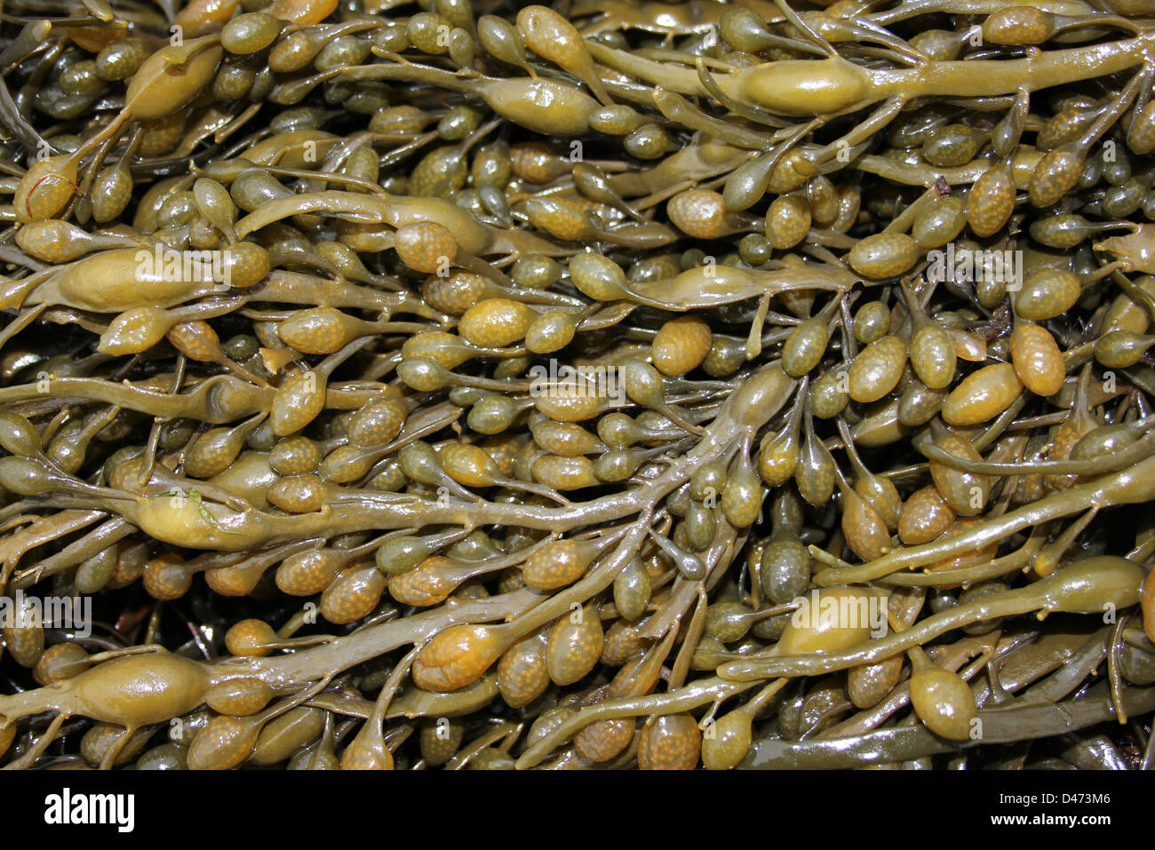 Ei (aka verknotet) Wrack Ascophyllum Nodosum zeigt die reproduktiven Gefäße Stockfoto