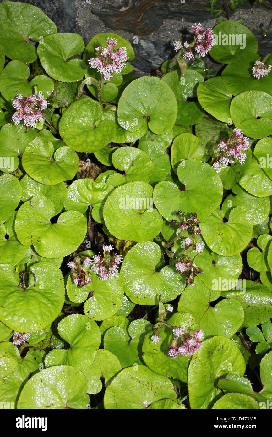 Winter Heliotrop Petasites fragrans Stockfoto