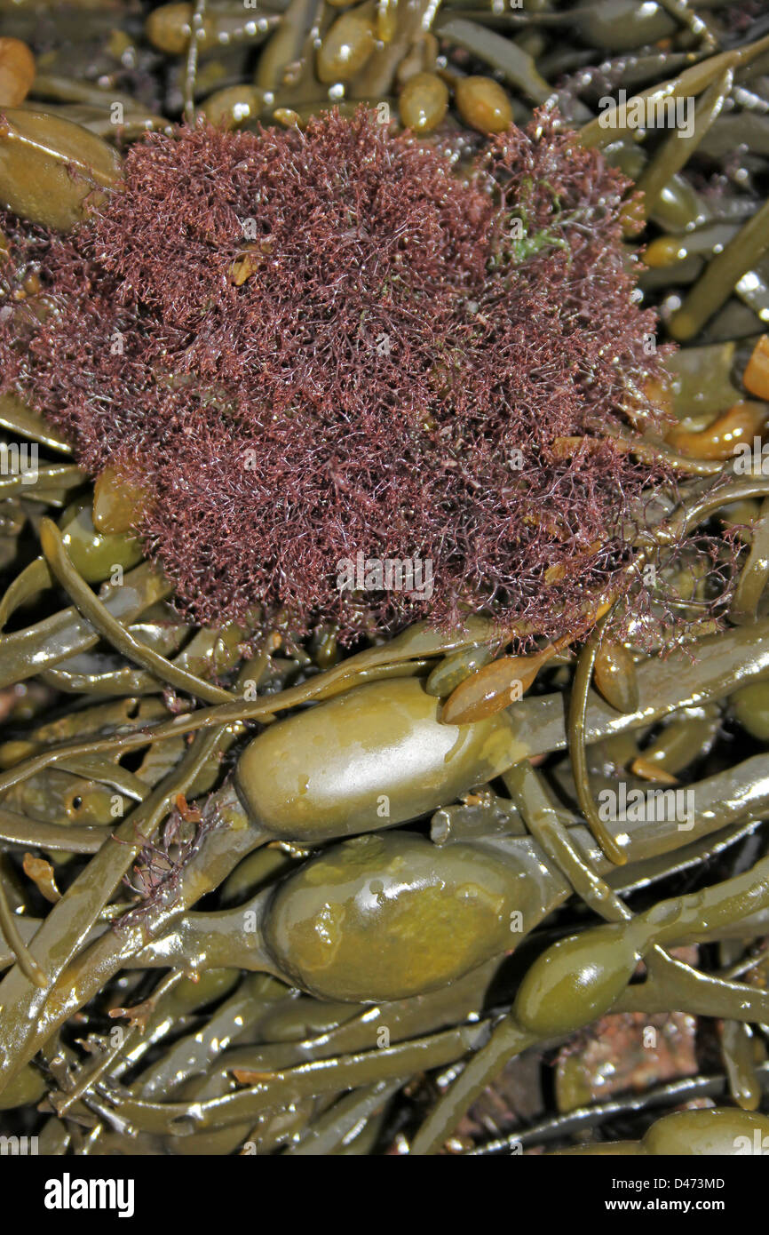 Roten Alge Polysiphonia Lanosa, Epiphyt auf Ei Wrack Ascophyllum nodosum Stockfoto