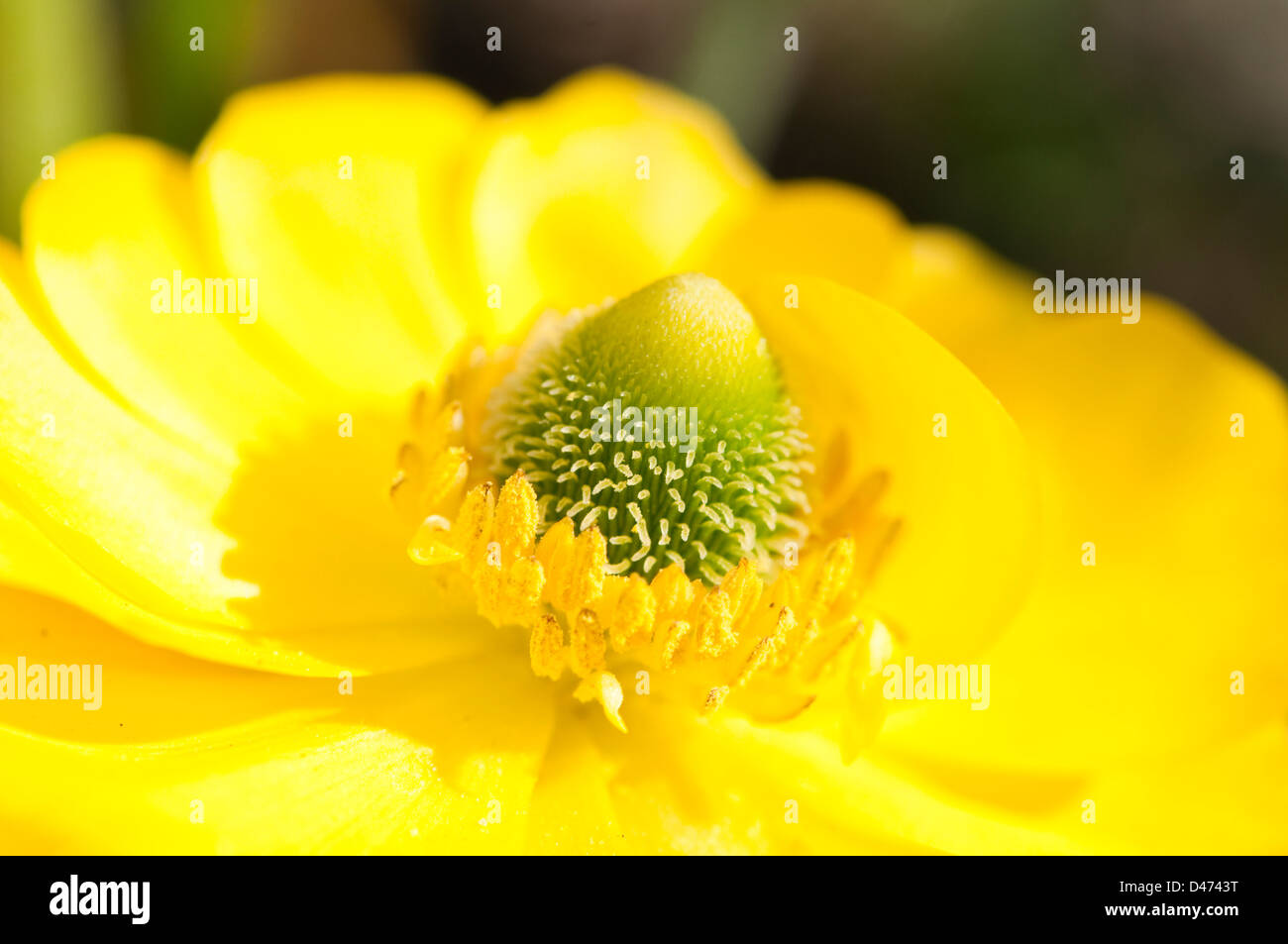 Persische Butterblume Blume Stockfoto