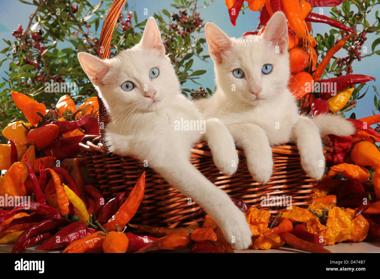Hauskatze. Zwei weiße Jugendliche (96 Tage alt) in einem Korb dekoriert mit Chilischoten Stockfoto