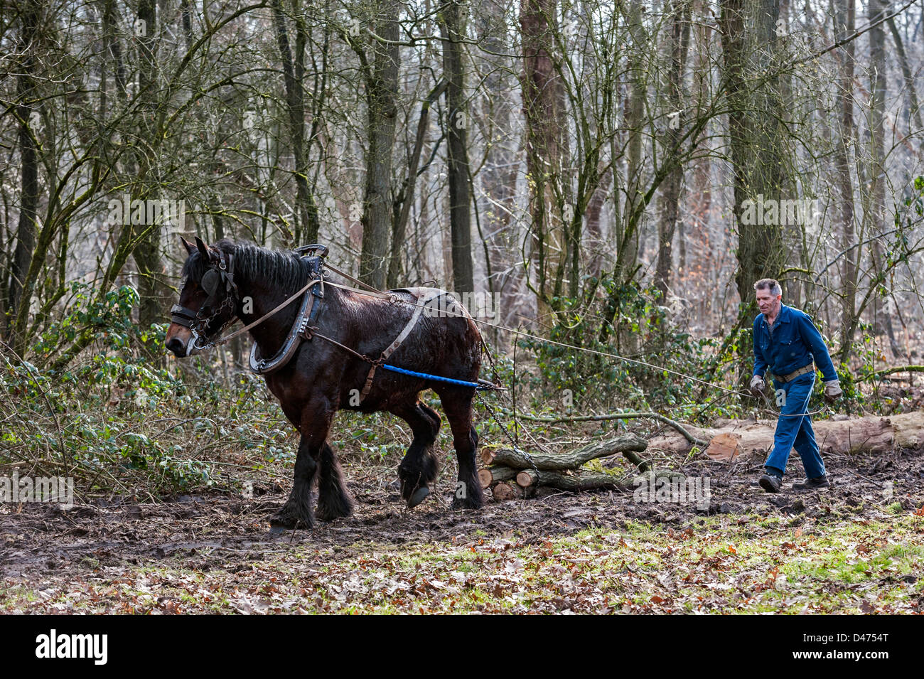 Ziehen von Baumstämmen Förster / Protokolle aus Wald mit belgischen Zugpferd / Brabant schweren Pferd (Equus Caballus), Belgien Stockfoto