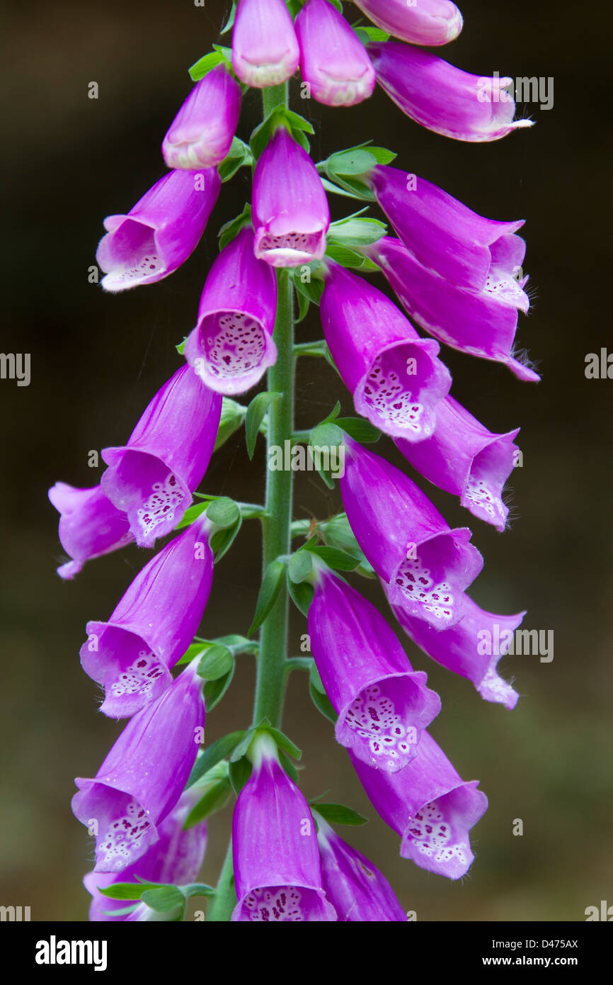 Gemeinsamen Fingerhut (Digitalis Purpurea) Nahaufnahmen von Blumen Stockfoto
