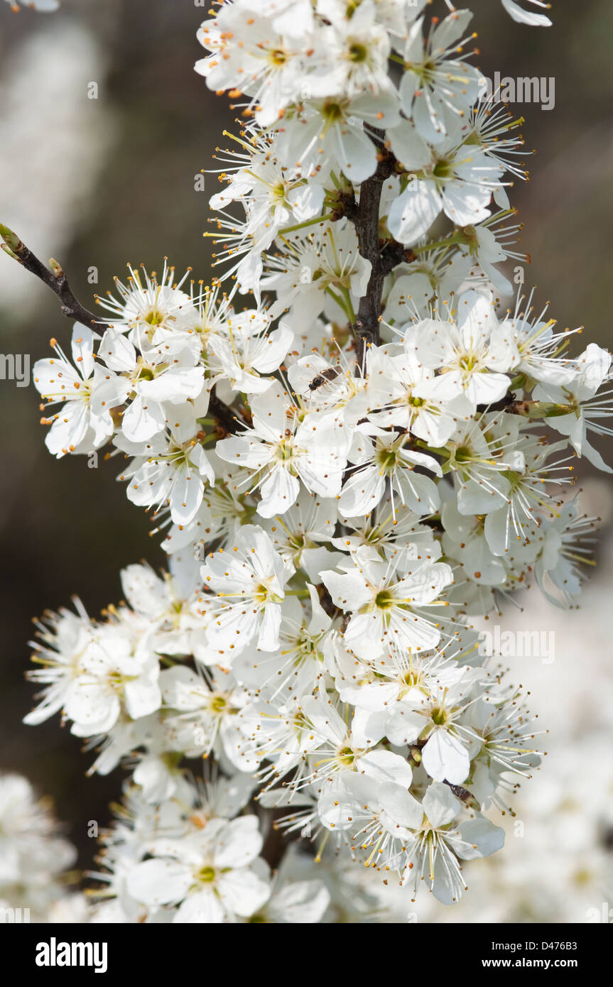 Schlehen-Baum in voller Blüte Stockfoto