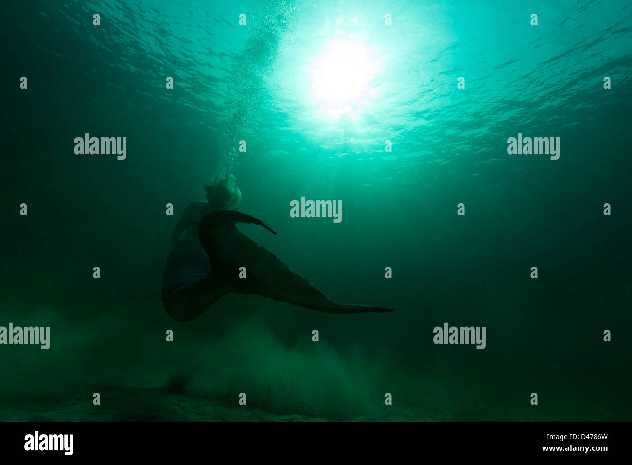Junge Meerjungfrau Schwimmen oben durch trübe grün Bahama Gewässern, in Richtung Oberfläche. Stockfoto