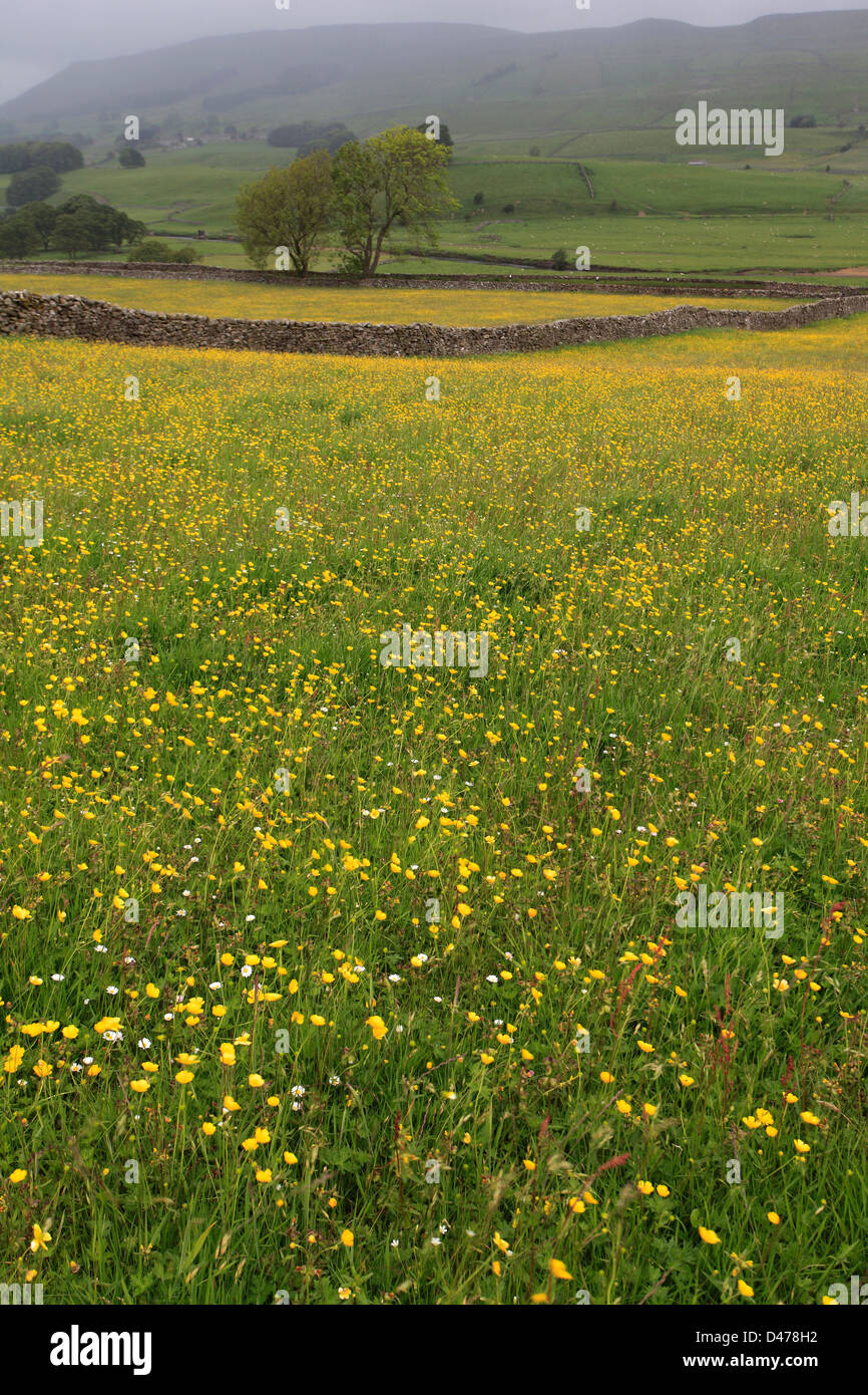 Blumenwiesen, Appersett Weiden; Appersett Village, Wensleydale; Yorkshire Dales National Park, England, Vereinigtes Königreich Stockfoto