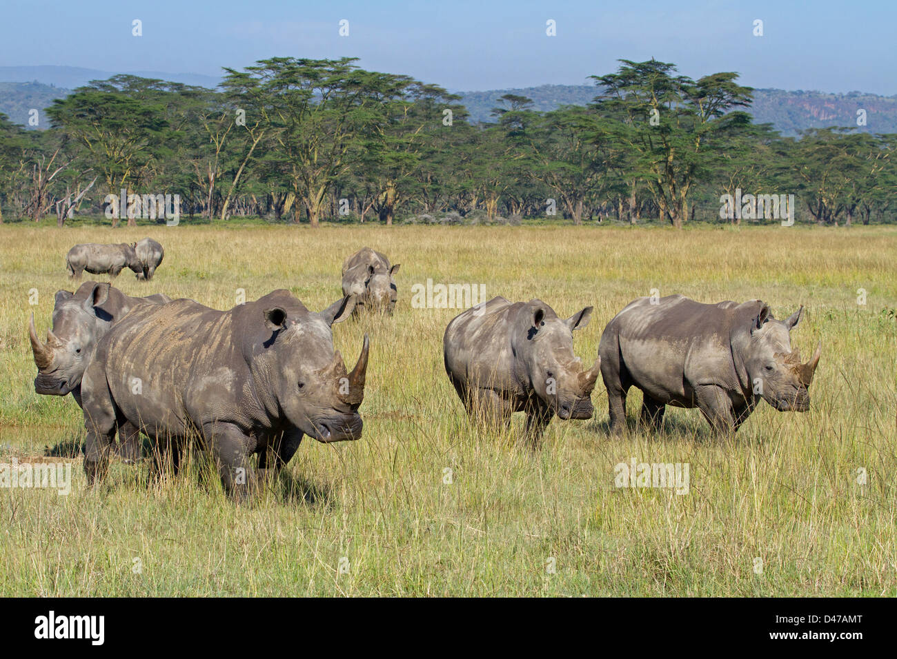 Breitmaulnashorn, Square-lippige Rhinoceros (Ceratotherium Simum). Gruppe am Lake Nakuru National Park in Kenia Stockfoto