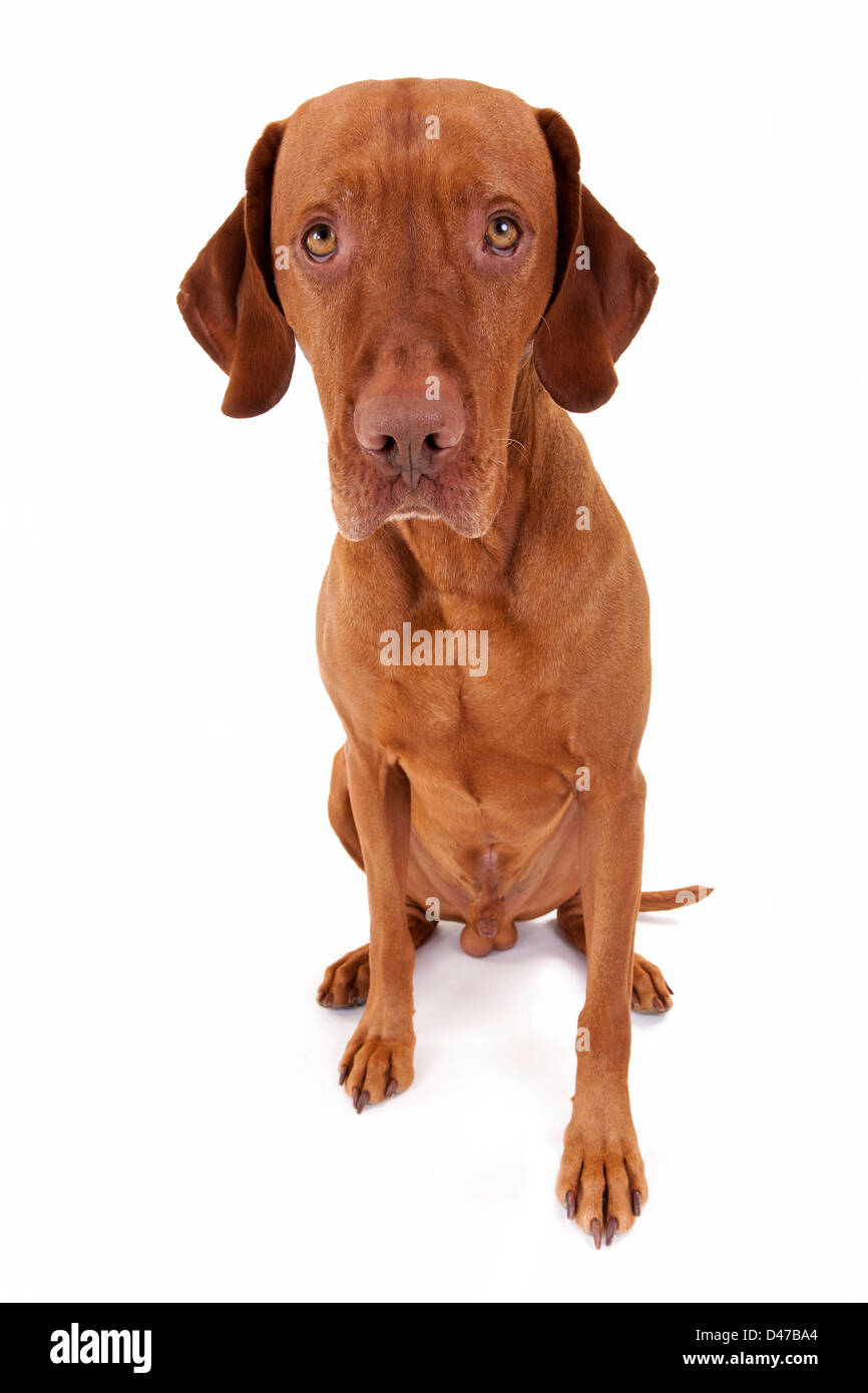sitzen Sie goldene Farbe Hund mit einem unschuldigen Blick in seinen Augen isoliert auf weißem Hintergrund Stockfoto
