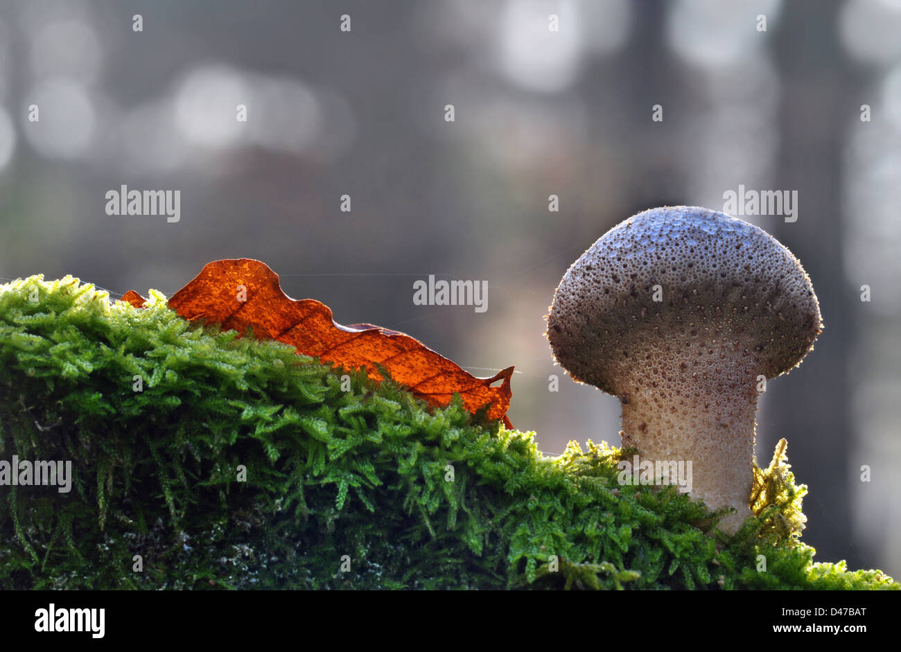 Gemeinsamen Puffball (Lycoperdon Perlatum), Fruchtkörper Stockfoto