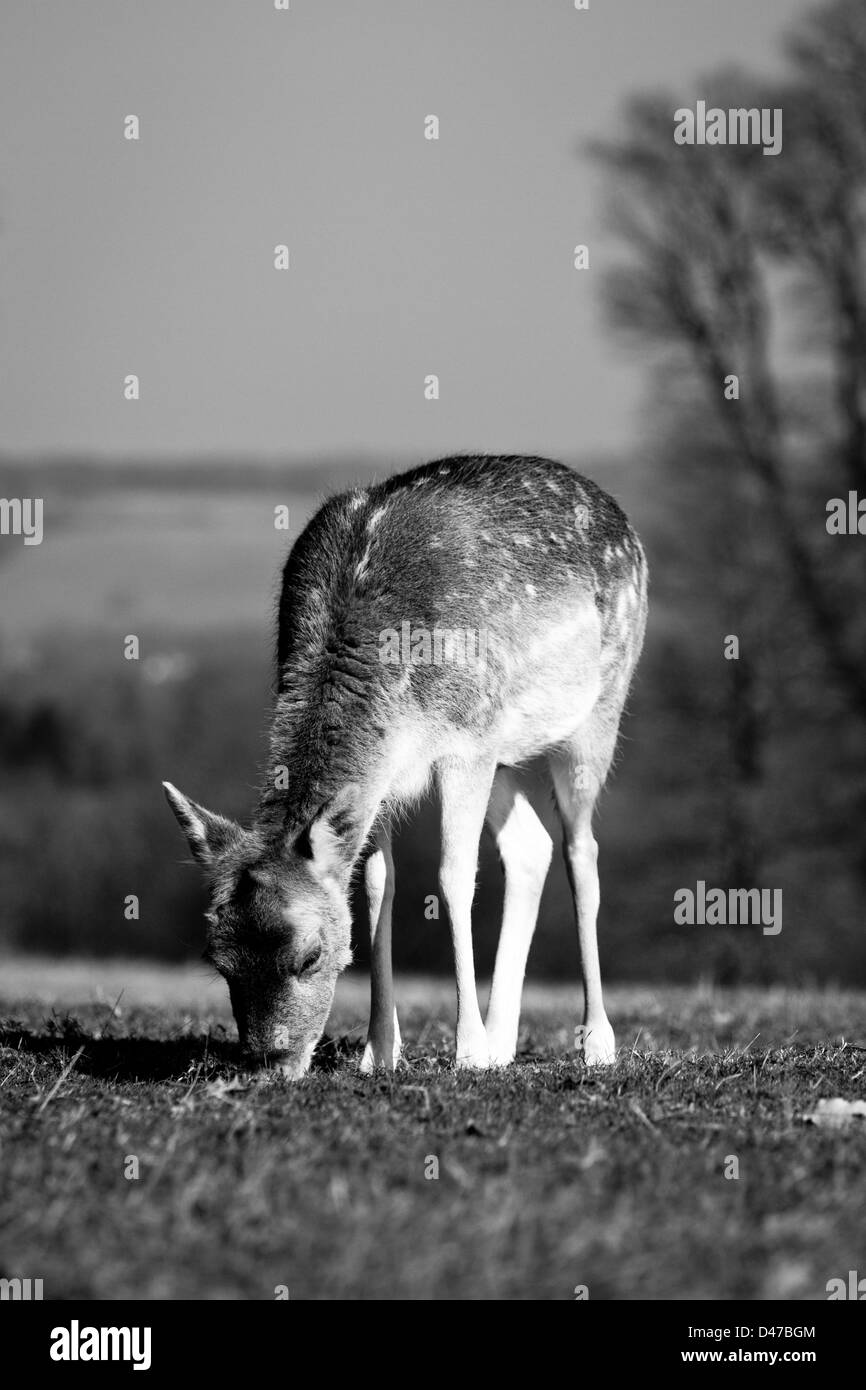 Junges Reh auf Rasen Stockfoto