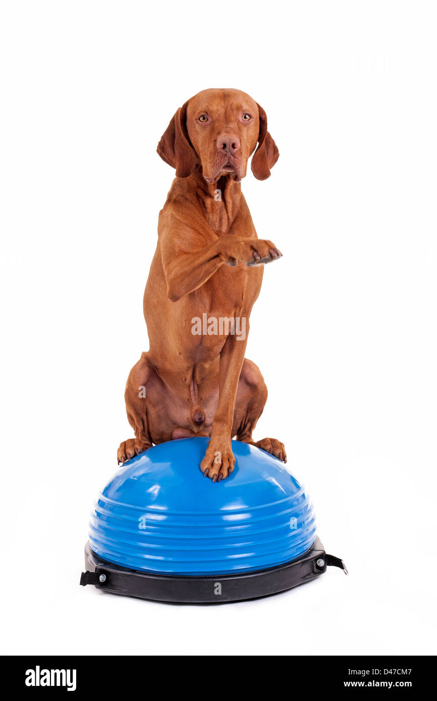 reine Rasse Goldfarbe Hund sitzt auf der Oberseite einen blauen Gymnastikball und Anheben der Pfote in Luft auf weißem Hintergrund Stockfoto