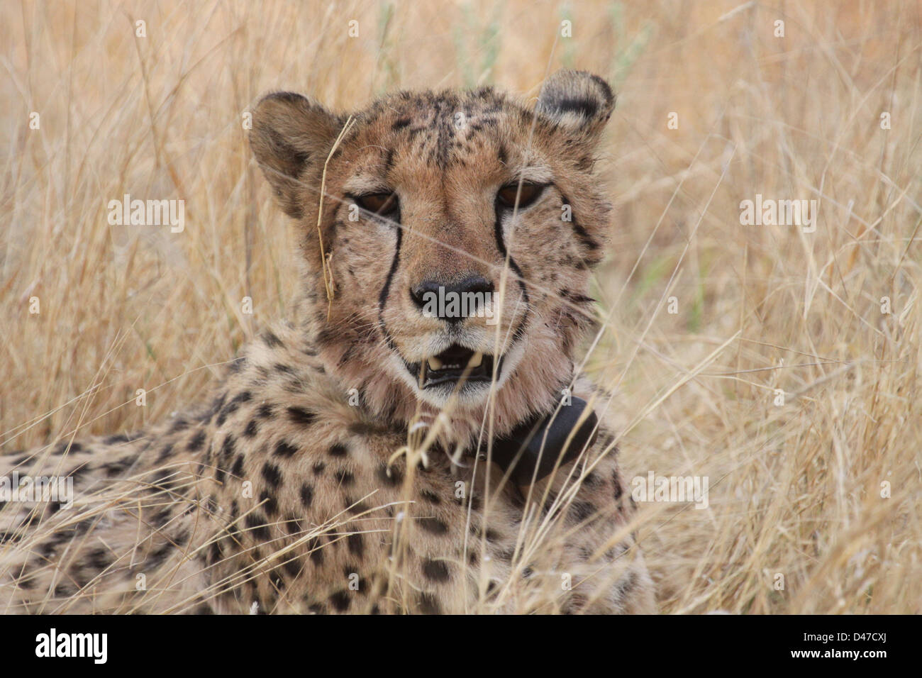 Gepard Africat Foundation, Namibia, Afrika Stockfoto