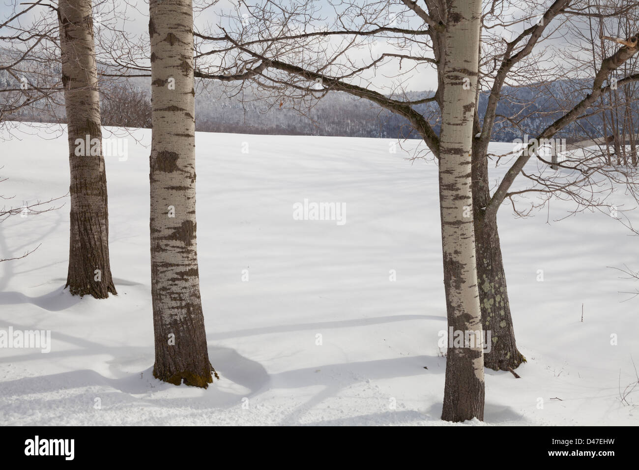 Bäume und Schnee, Rochester, Vermont, USA Stockfoto