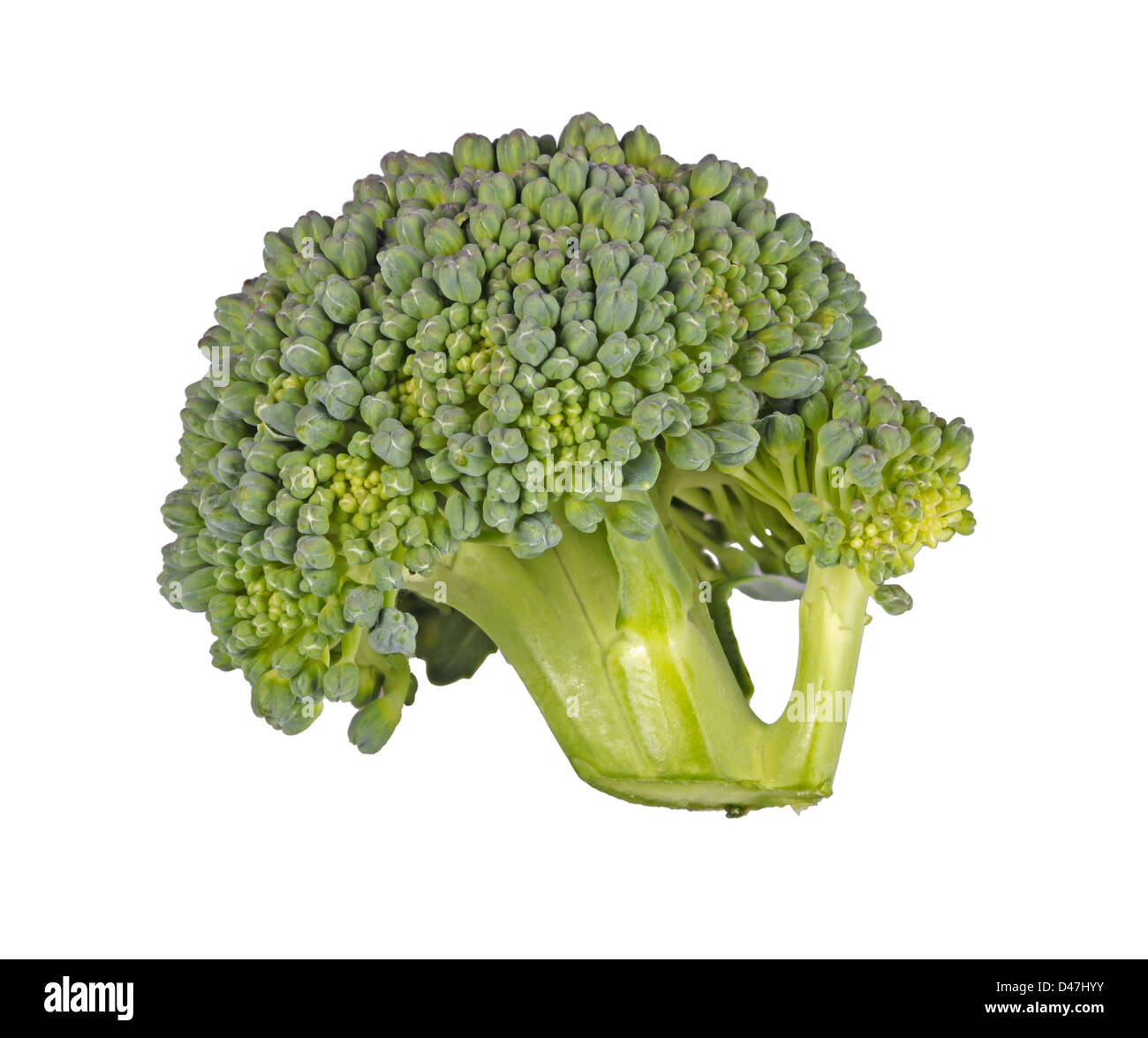 Makro-Bild von einem Blümchen Brokkoli (Brassica Oleracea var. Botrytis) isoliert auf einem weißen Hintergrund Stockfoto
