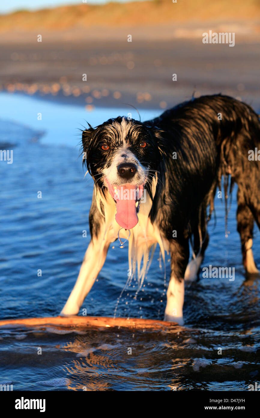 Junger Border-Collie Hund mit Stick am Strand Stockfoto