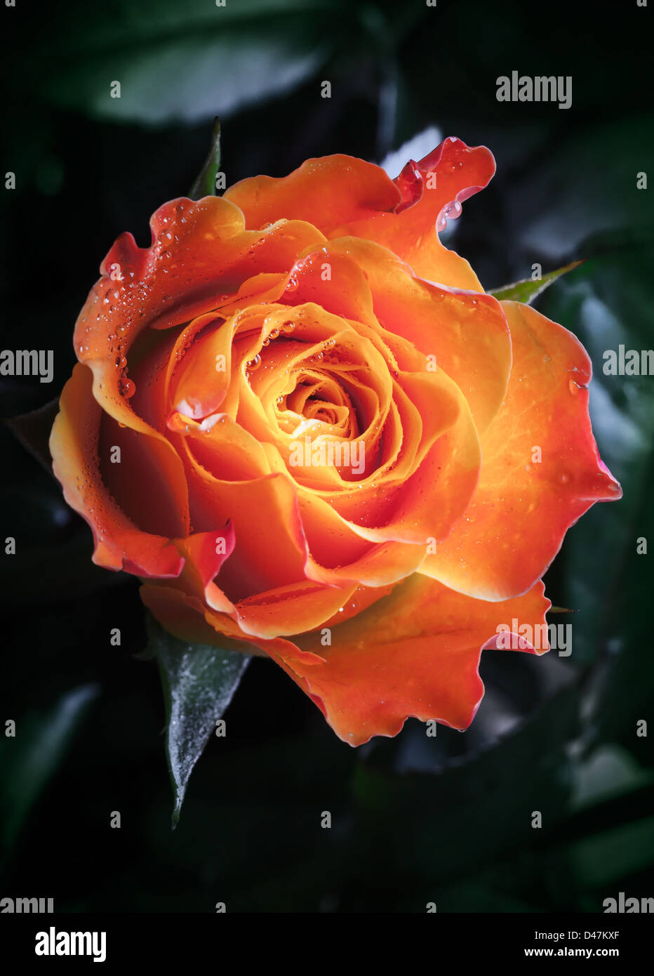 Orange und rote rose Blume mit Wassertropfen Stockfoto