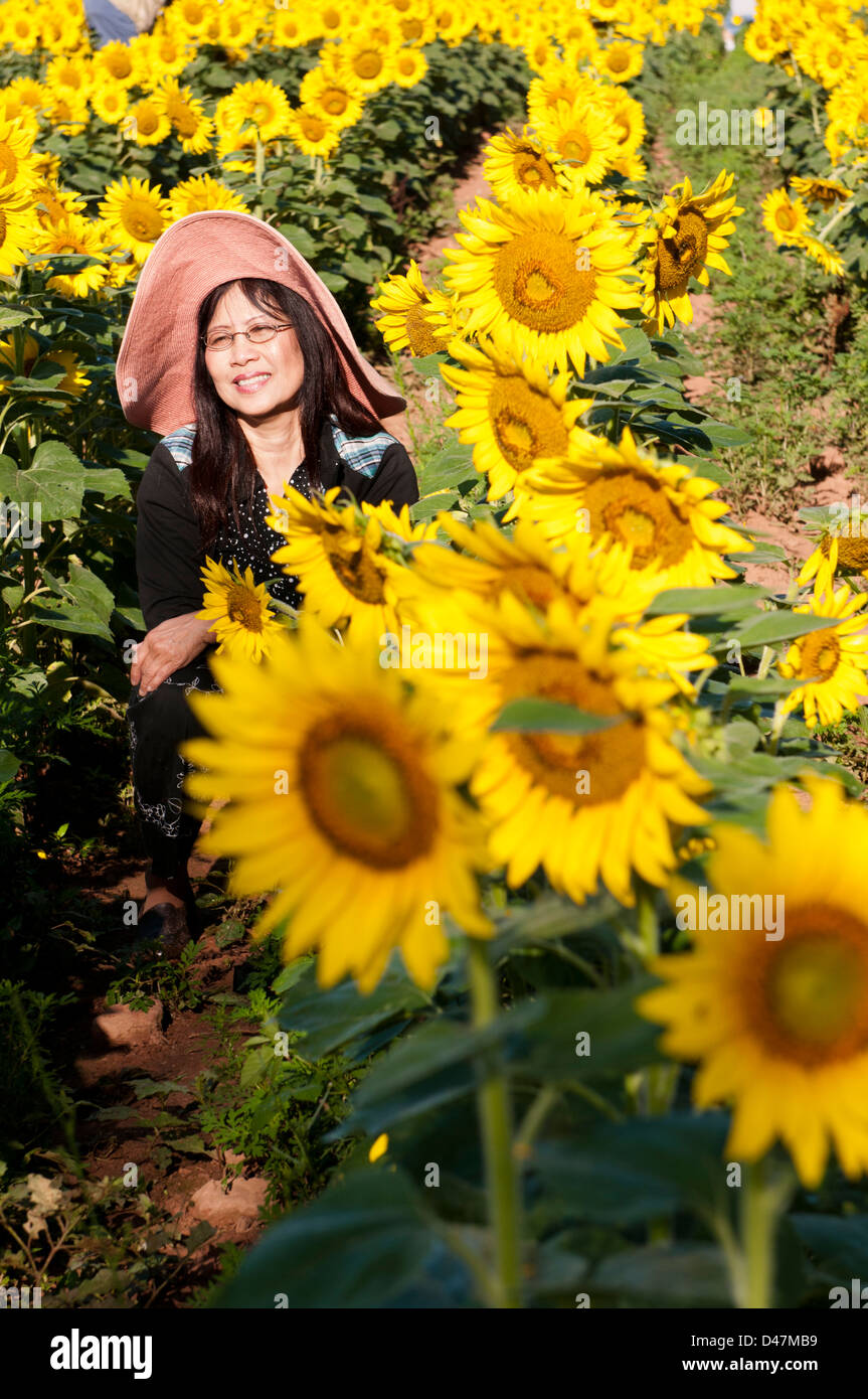 Asiatische Frau Sonne Hut in einem Feld von Sonnenblumen Stockfoto