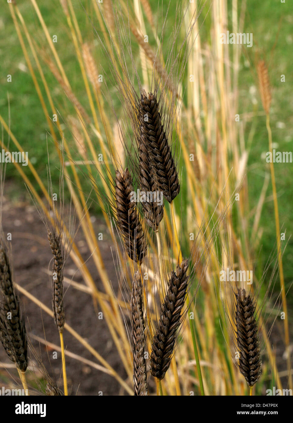 Wildes Einkorn Weizen, Triticum Boeoticum, Poaceae. aka Triticum Baeoticum.  Eine Primitive Vorläufer des modernen Weizensorten. Stockfoto