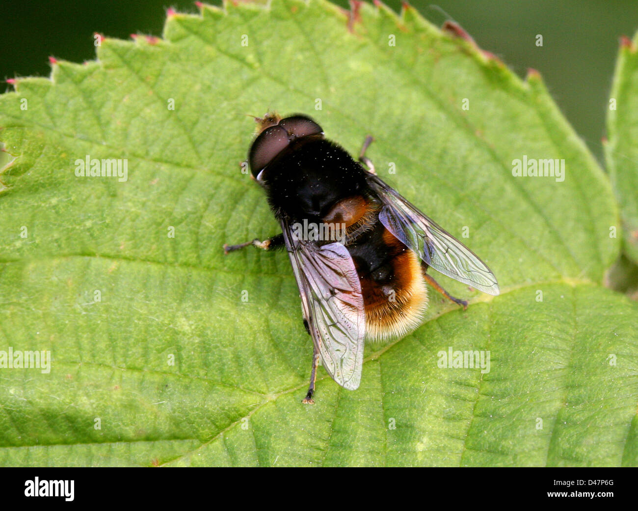 Hoverfly, Volucella Bombylans, Syrphidae, Diptera. Eine Imitation der Rotschwanz-Hummel. Stockfoto