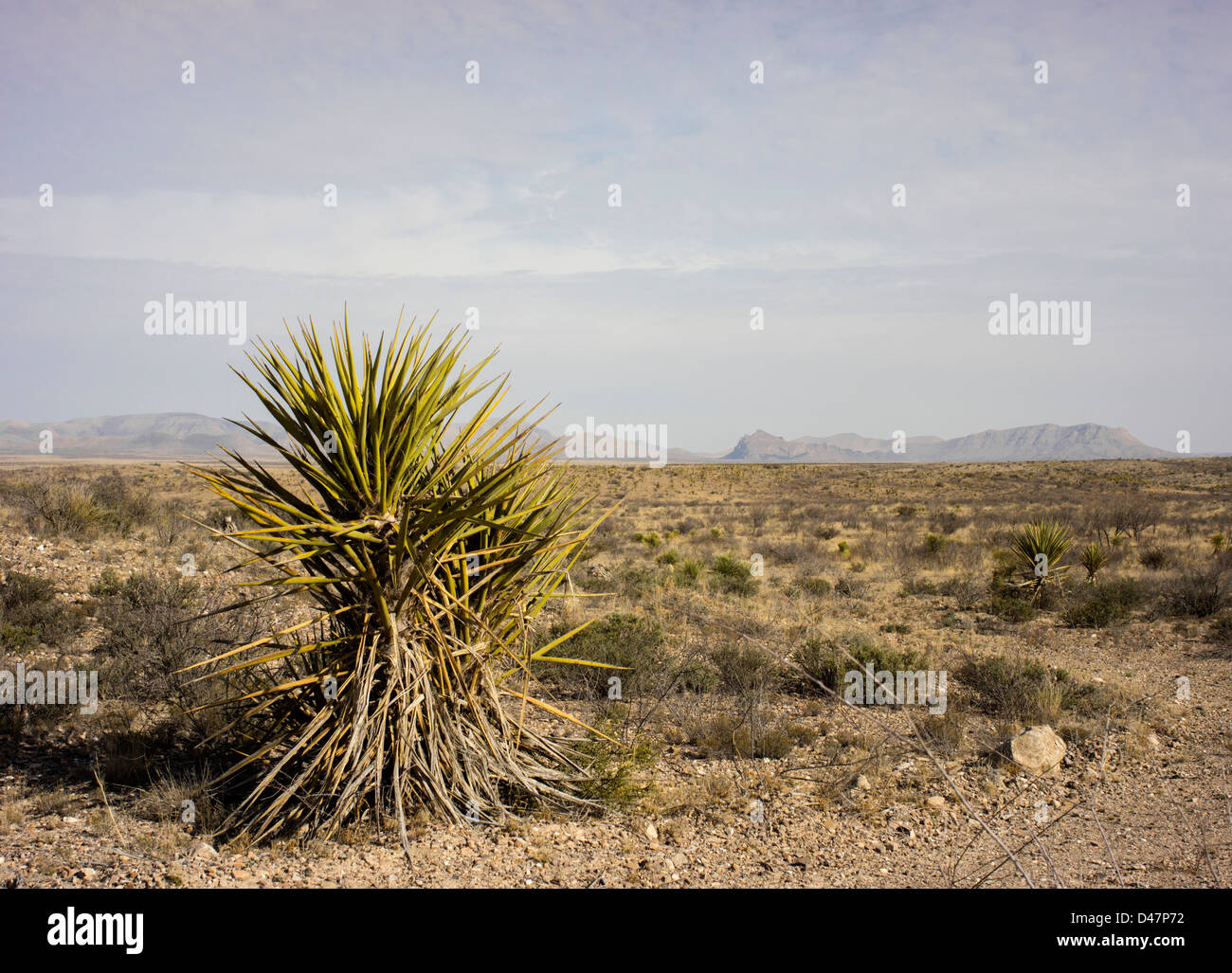 Yucca-Kaktus in der nördlichen Spitze von der Chihuahua-Wüste, in der Nähe von Marathon, Texas, mit Iron Mountain im Hintergrund. Stockfoto