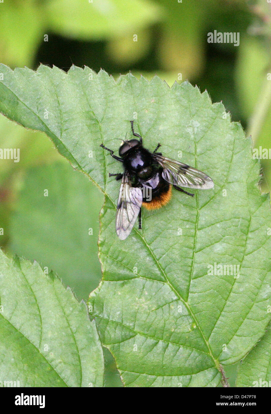 Hoverfly, Volucella Bombylans, Syrphidae, Diptera. Eine Imitation der Rotschwanz-Hummel. Stockfoto