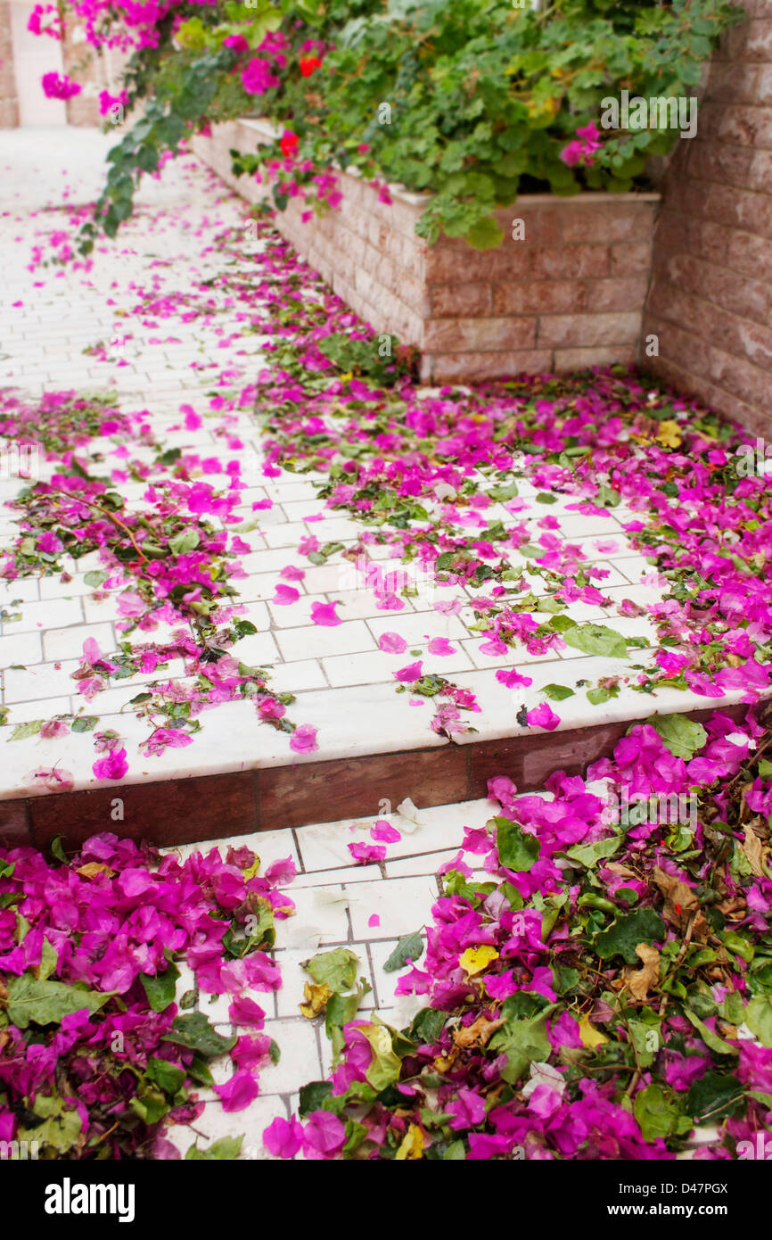 Blüten auf einer Terrasse Innenhöfe in Santorini, Griechenland verbracht. Stockfoto