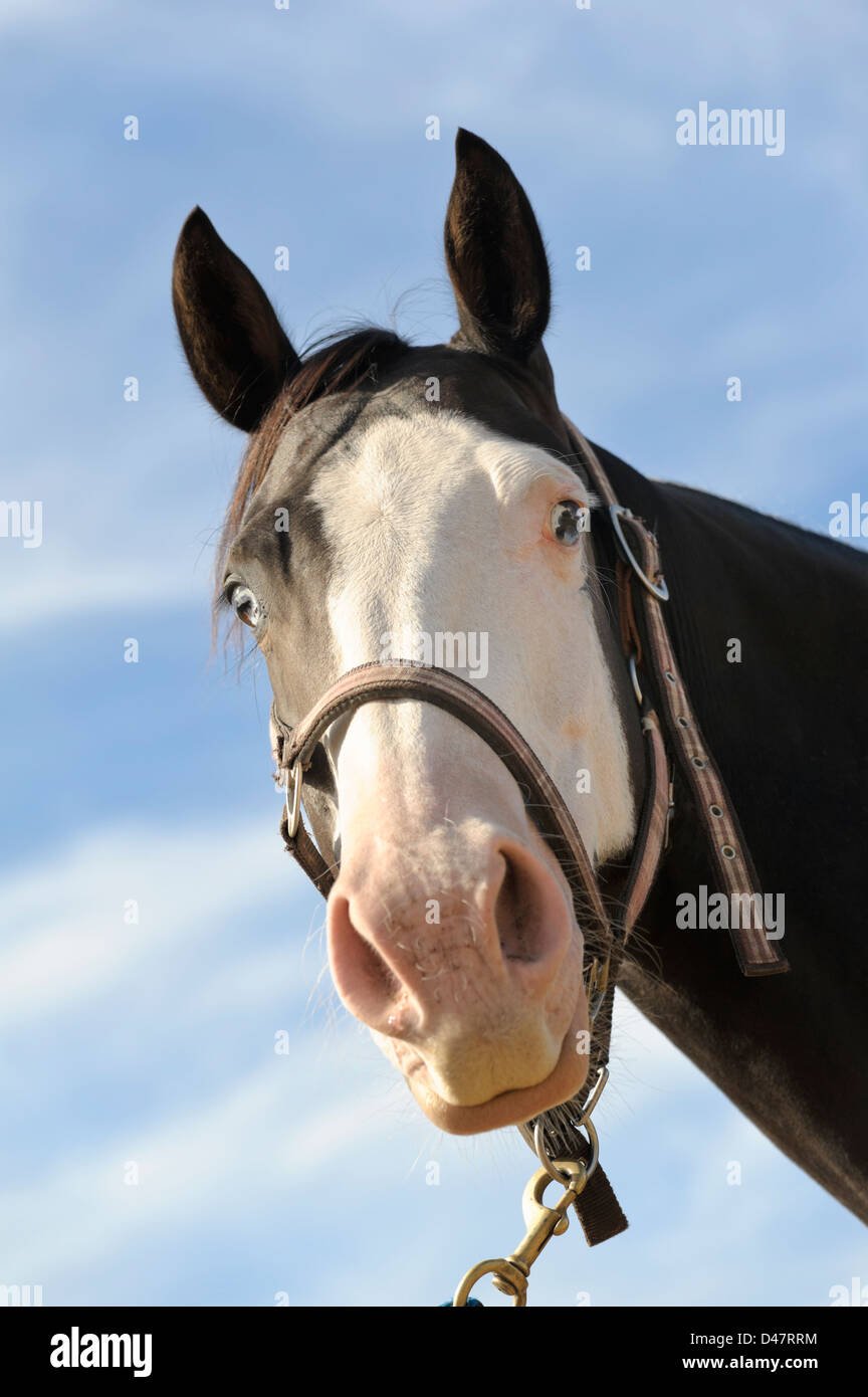 Pferdekopf vor blauem Himmelshintergrund mit Nase dicht, Halfter, Blick in die Kamera, Alarm mit Ohren oben tragen. Stockfoto