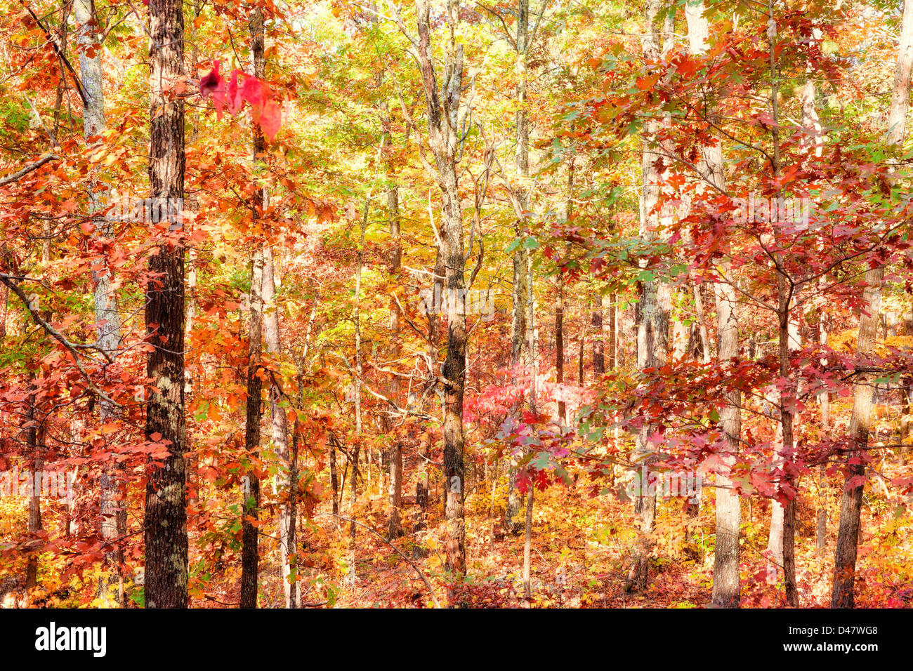 Farben des Herbstes oder Herbst im Wald Stockfoto