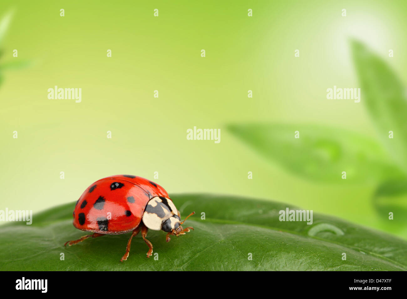Marienkäfer auf einem Blatt im Garten Stockfoto