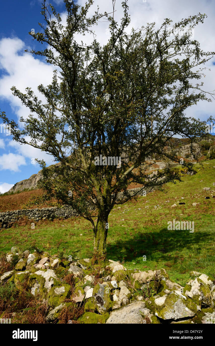 Nordische trockene Steinmauer Ring Garth und knorrigen Baum, Great Langdale Valley, The Lake District, Cumbria, England, 36MPX, HI-RES Stockfoto