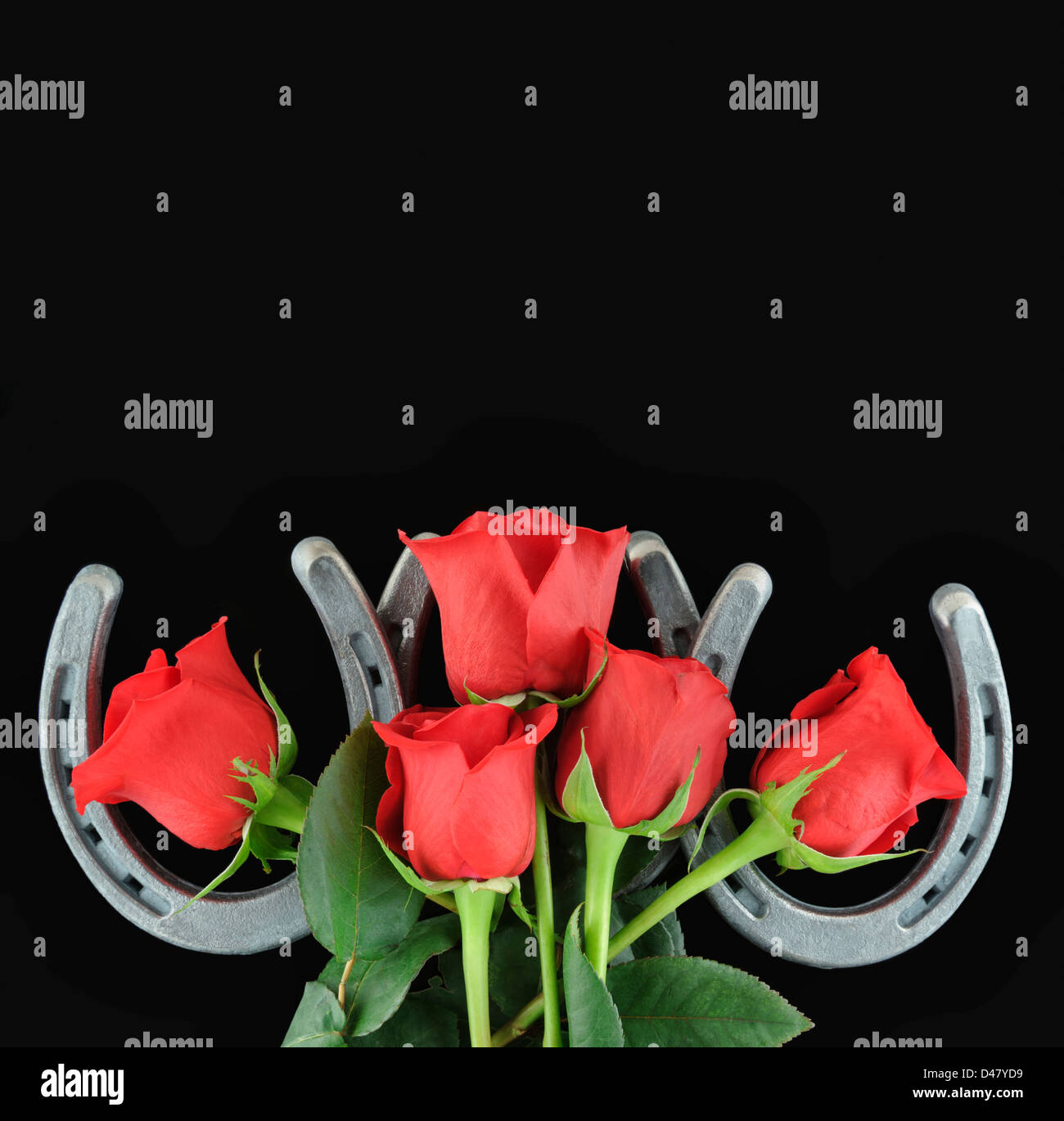 Silberne Hufeisen mit fünf rote Rosen mit zusätzlichen textfreiraum oben geschossen Studio isolierten auf schwarzen Hintergrund. Stockfoto