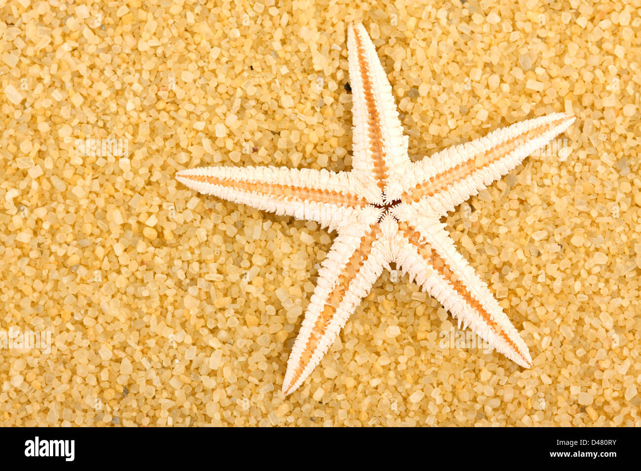 ein Seestern auf dem Sand des Strandes Stockfoto