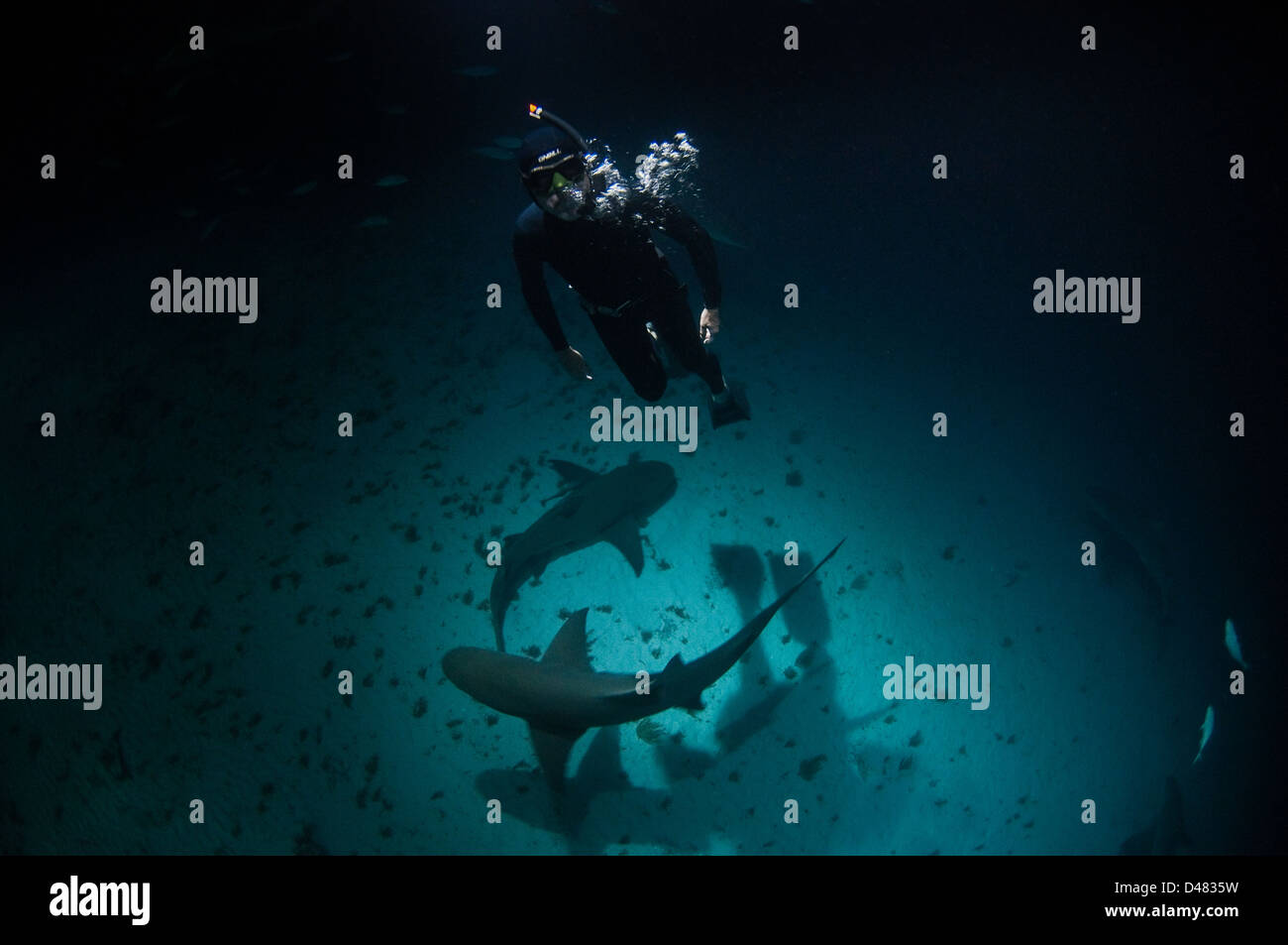 Hai und Taucher in dunklen Gewässern Stockfoto
