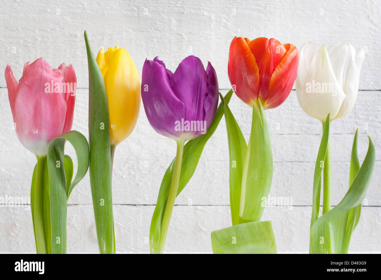 Frühling Ostern Bunte Tulpen auf weißen Vintage-Hintergrund Planken Stockfoto