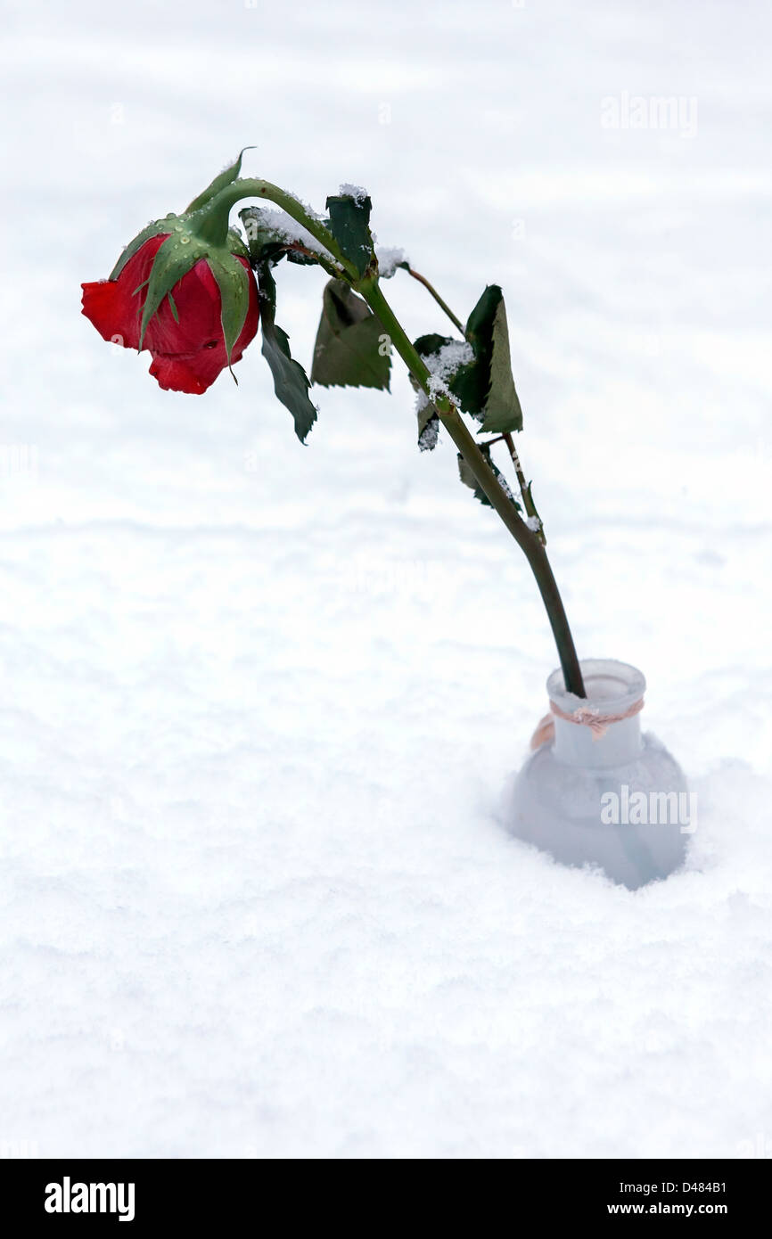 eine rote rose im Schnee Stockfoto
