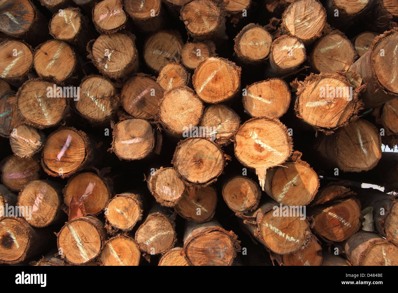 Ein Haufen von Schnittholz für den Bau (Textur, Hintergrund, Muster) Stockfoto