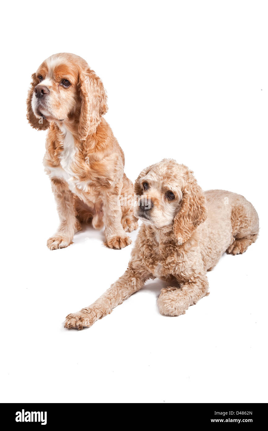 Ein paar Tan English Cocker Spaniel posiert auf einem weißen Hintergrund. Stockfoto
