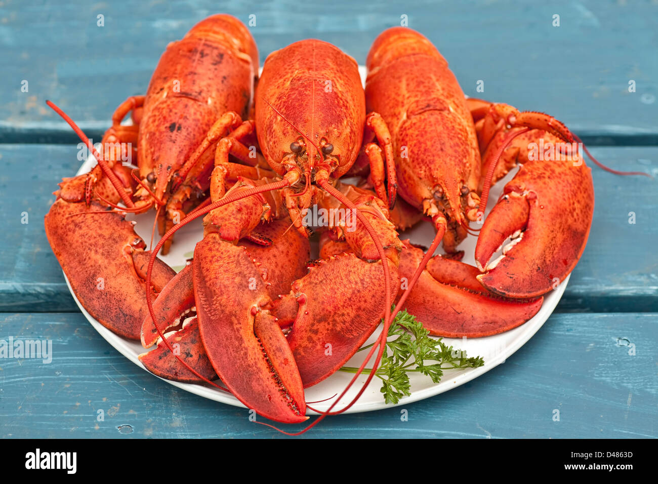 Frisch gekocht Atlantik Hummer auf einer Platte anrichten. Stockfoto