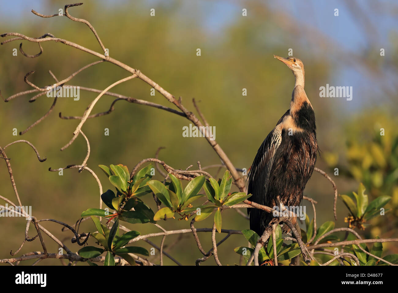 Darter (Anhinga Melanogaster) Stockfoto