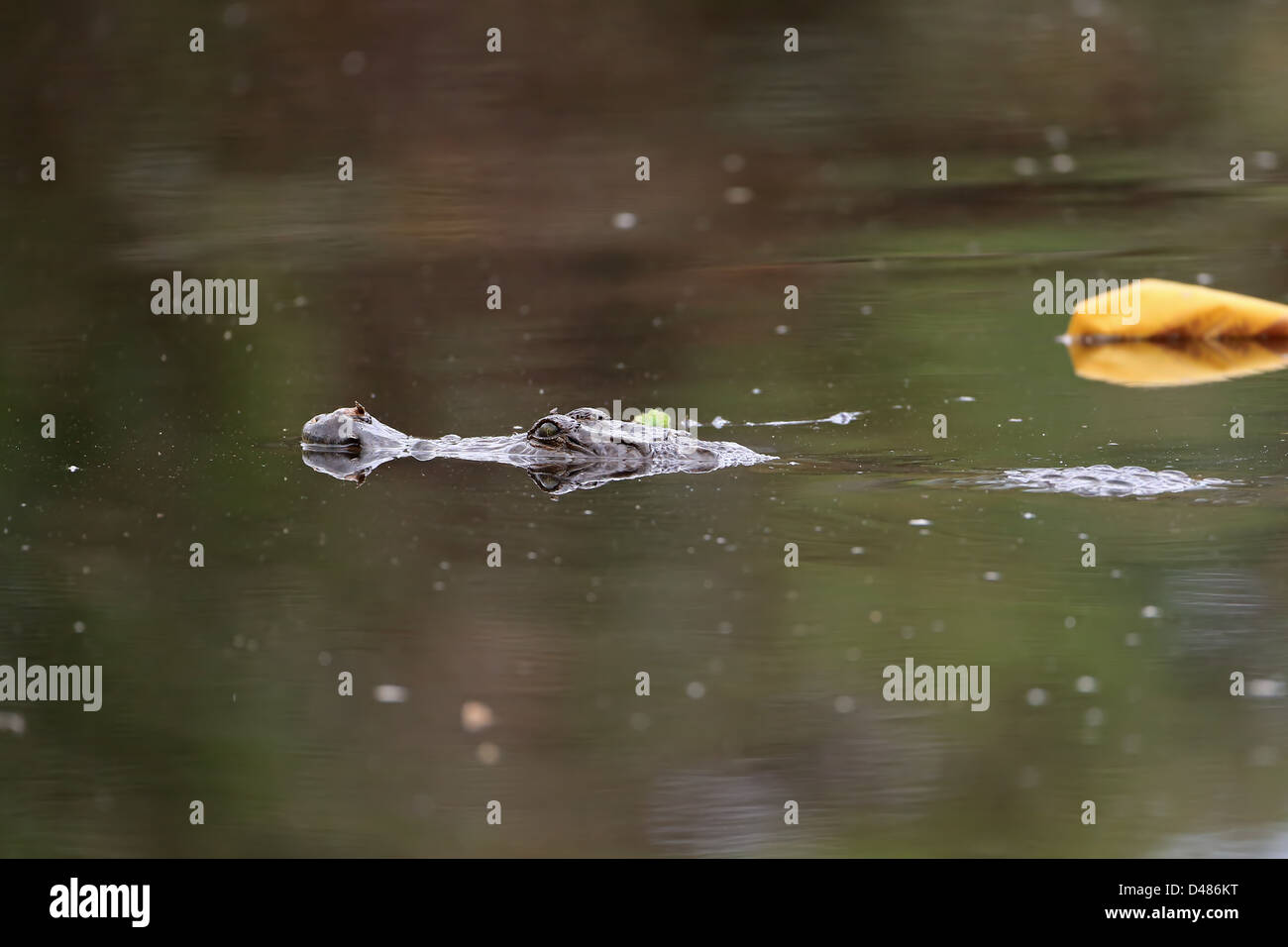 Westafrikanischen Krokodil (Crocodilus Niloticus) Stockfoto