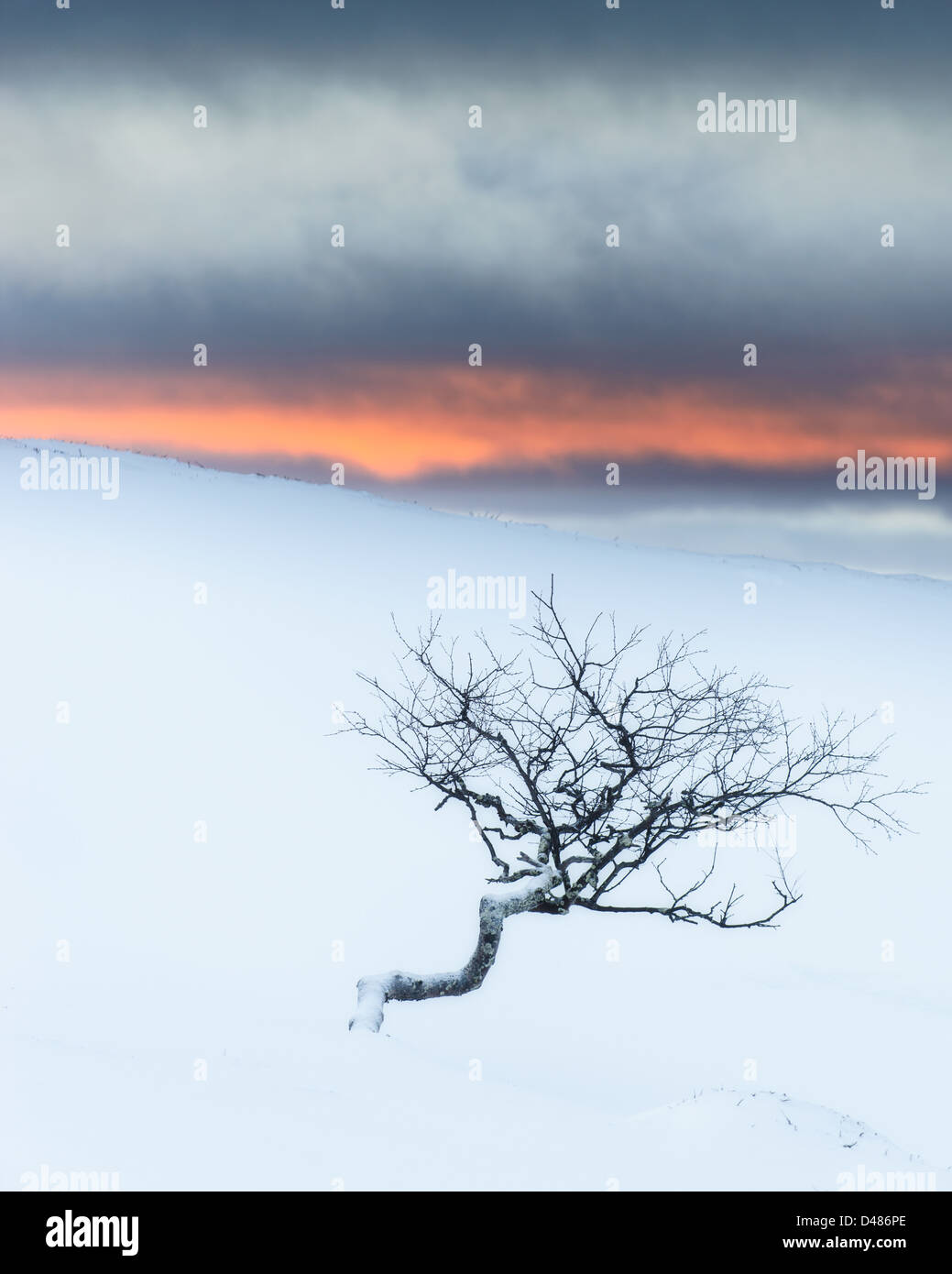 Twisted Baum im Winter Landschaft. Dalarna, Schweden. Stockfoto