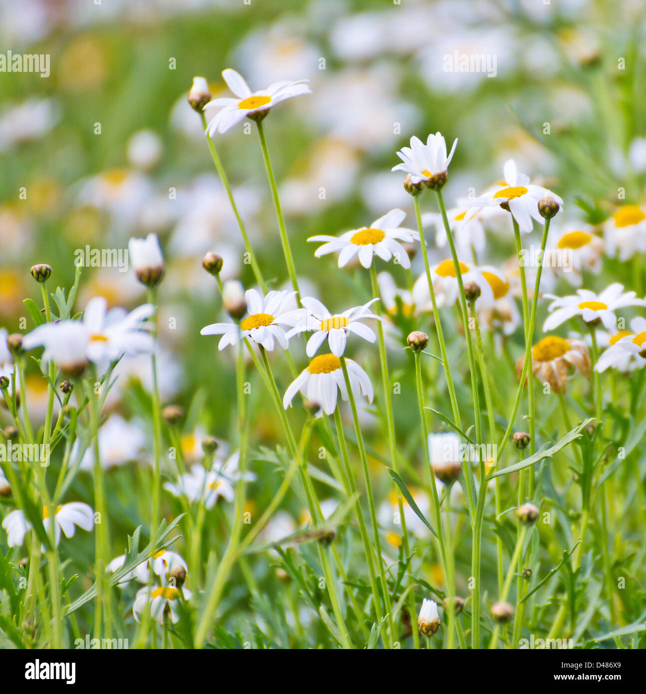 Kamillenblüten im Garten Stockfoto