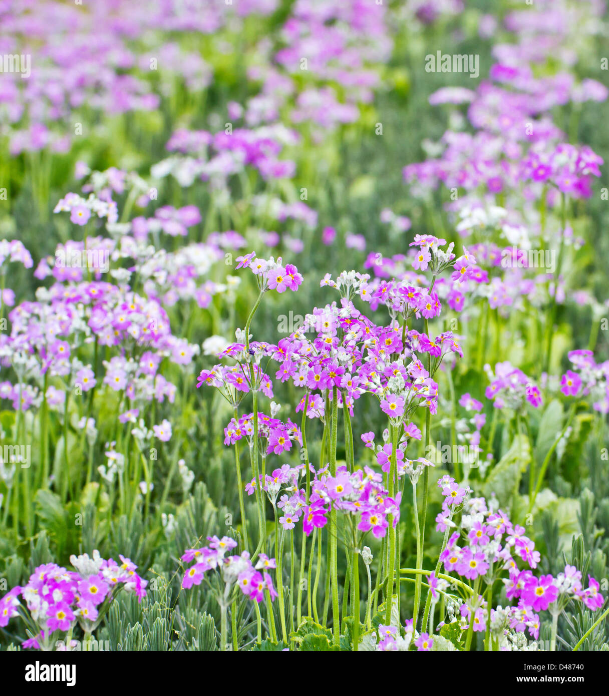 Französischer Lavendel Stockfoto