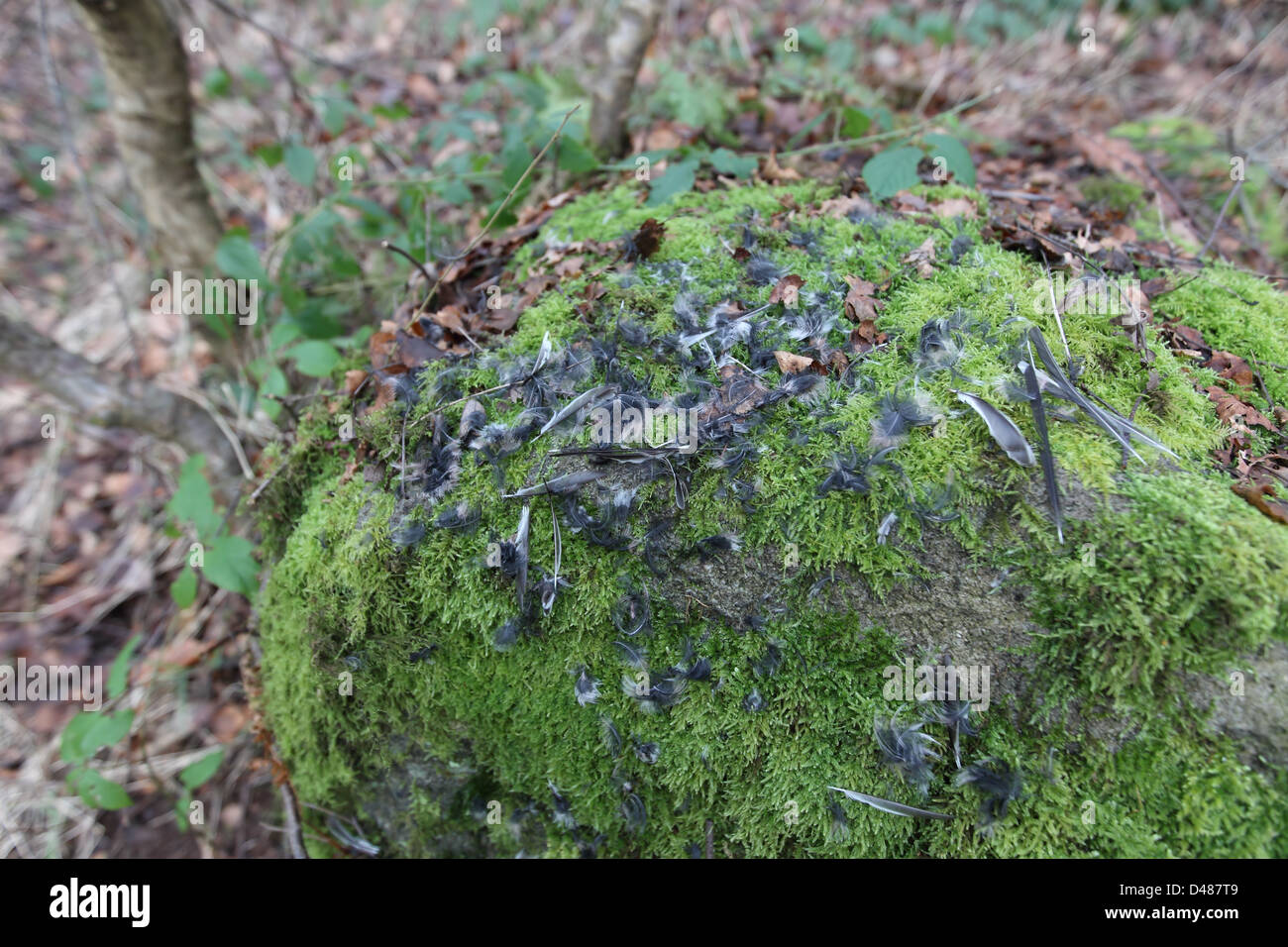 Gimpel (Pyrrhula Pyrrhula) Federn Stockfoto