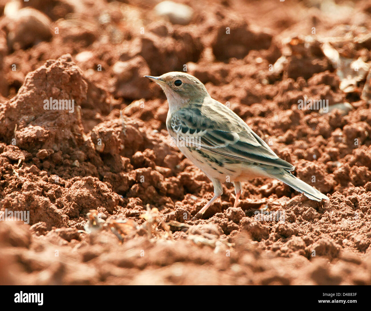 Red-throated Pieper Anthus Cervinus über Migration in Zypern Stockfoto