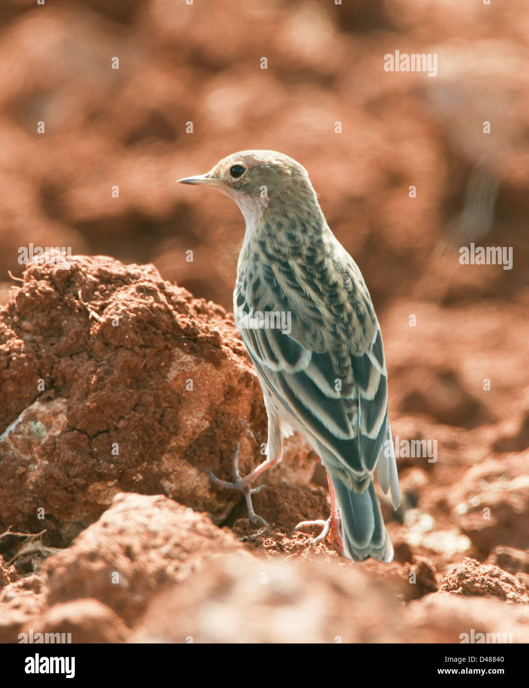 Red-throated Pieper Anthus Cervinus über Migration in Zypern Stockfoto