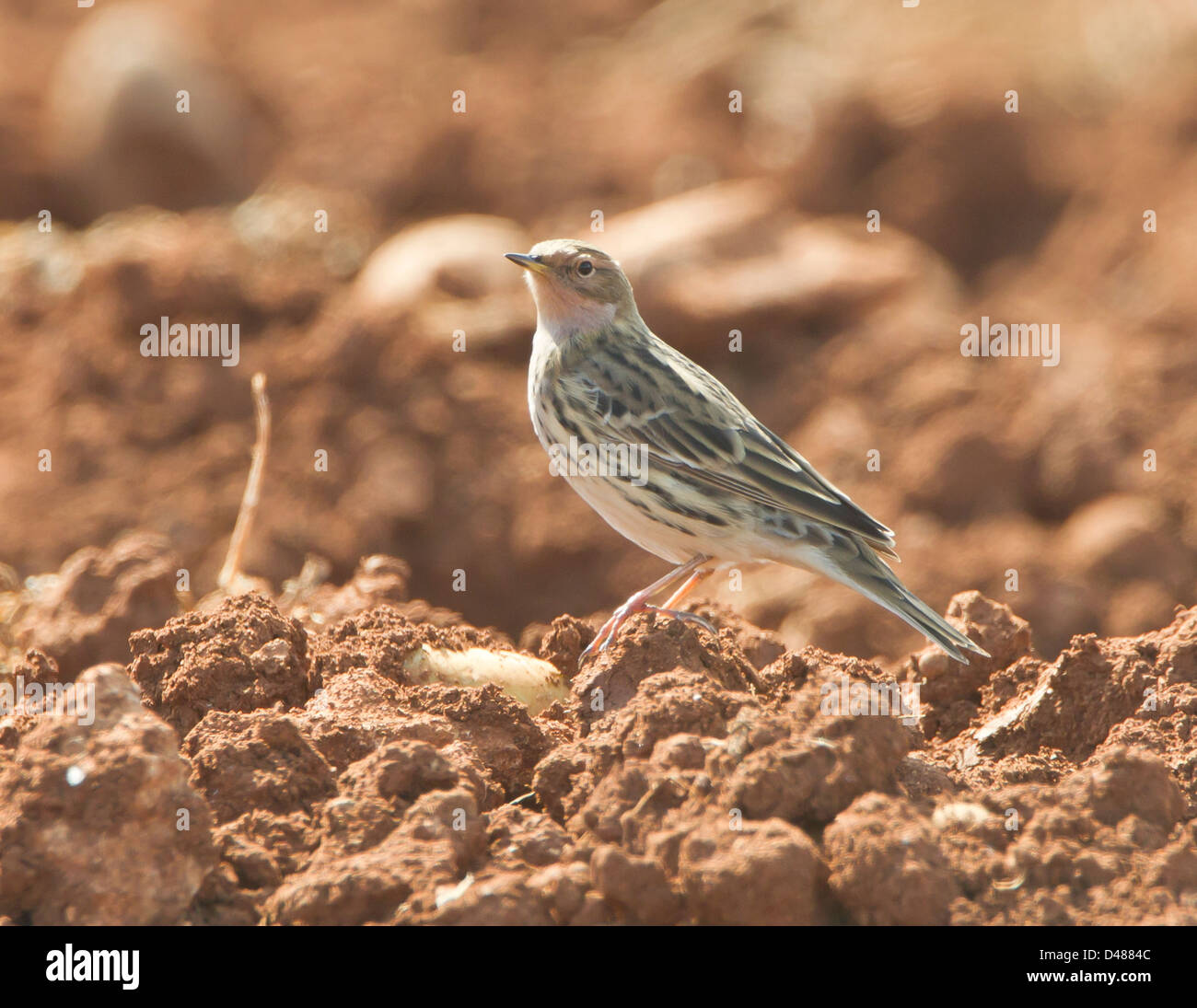 Red-throated Pieper Anthus Cervinus über Migration in Zypern Stockfoto