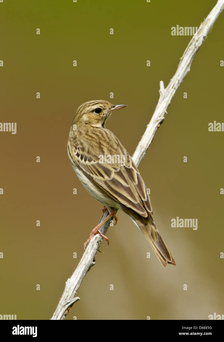 Baumpieper im Frühjahr Stockfoto