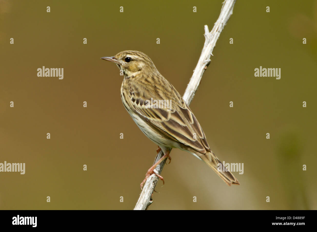Baumpieper im Frühjahr Stockfoto