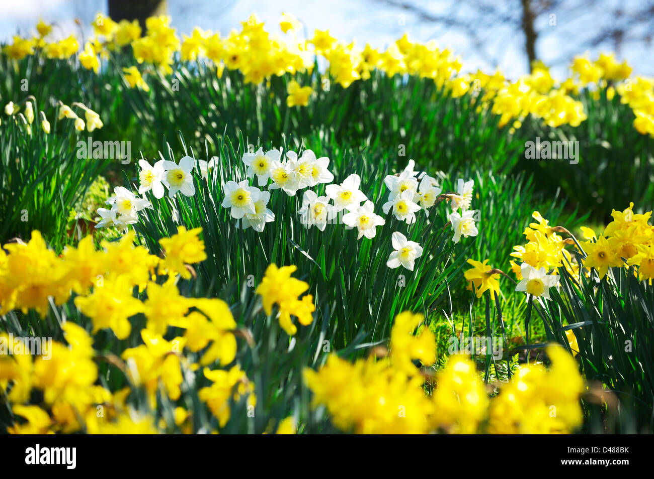 Narzissen an den Ufern des Broads in Norwich Stockfoto